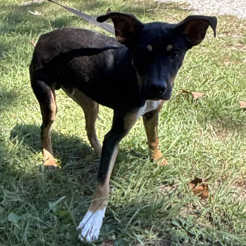 A young medium-sized male Shepherd dog named Tom Tom for adoption in Clanton, AL