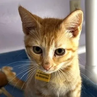 A baby medium-sized male Tabby (Orange / Red) Tabby cat named Finn Social and for adoption in Hoquiam, WA