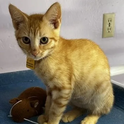 Finn  Social and thumbnail 4