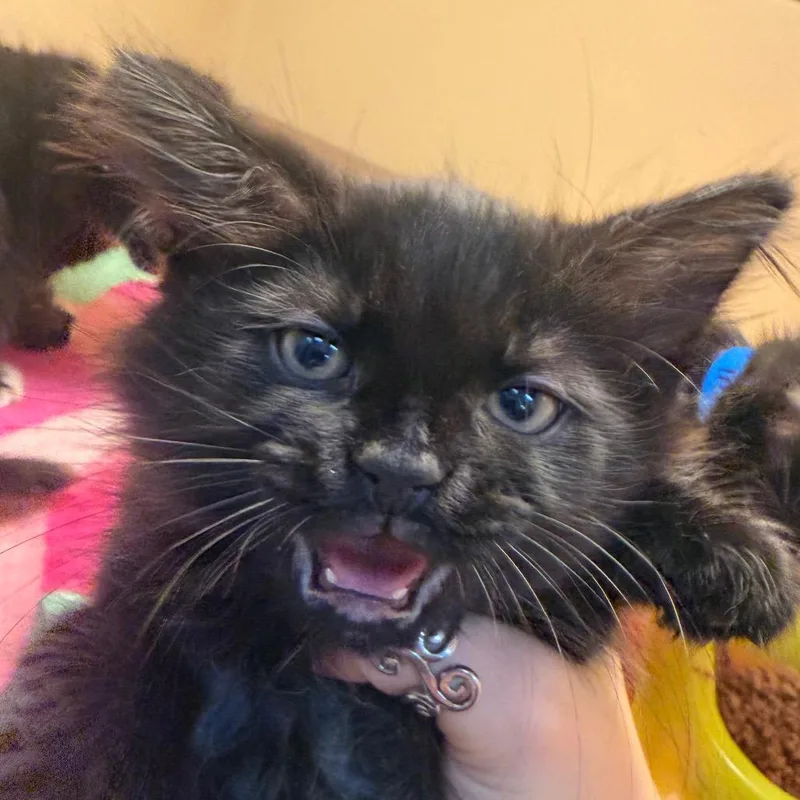 A baby small-sized female Black Domestic Medium Hair cat named Christine for adoption in Beckley, WV