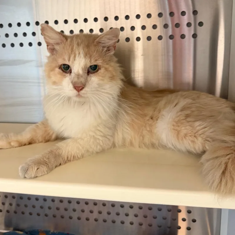 An adult medium-sized male Buff / Tan / Fawn Domestic Medium Hair cat named Bob for adoption in Norman, OK
