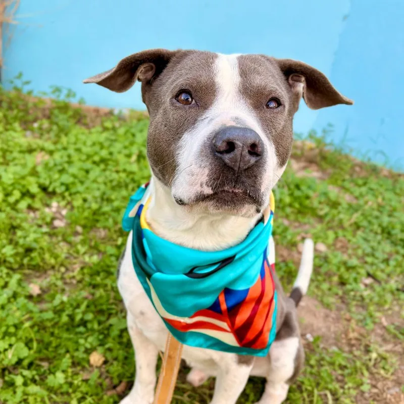 Sterling thumbnail 2