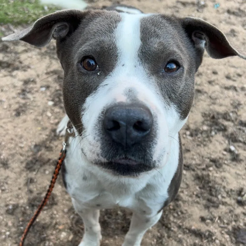 Sterling thumbnail 3