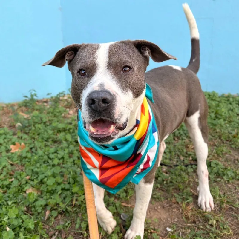 Sterling thumbnail 4