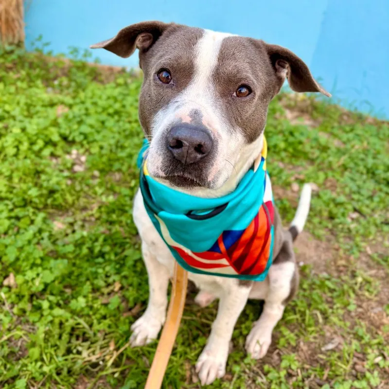 Sterling thumbnail 5