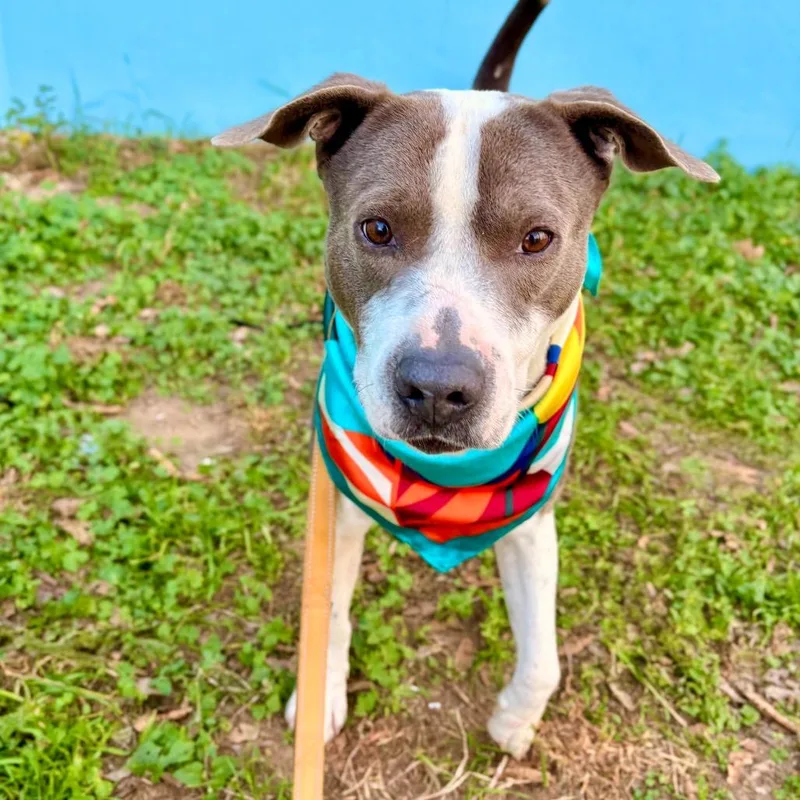 Sterling thumbnail 6