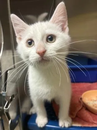 A baby small-sized male Domestic Short Hair cat named Fusso for adoption in Bloomsburg, PA