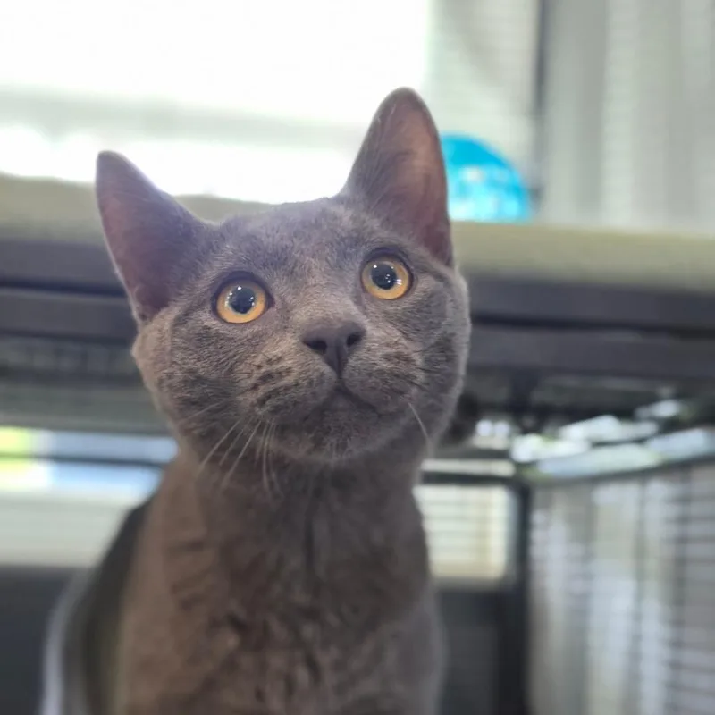 A baby medium-sized male Gray / Blue / Silver Domestic Short Hair cat named Logan for adoption in Muncie, IN