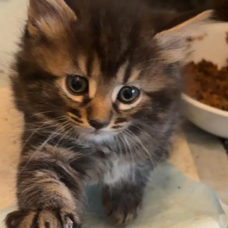 A baby small-sized female Black Domestic Long Hair cat named Athena for adoption in Monroe, MI