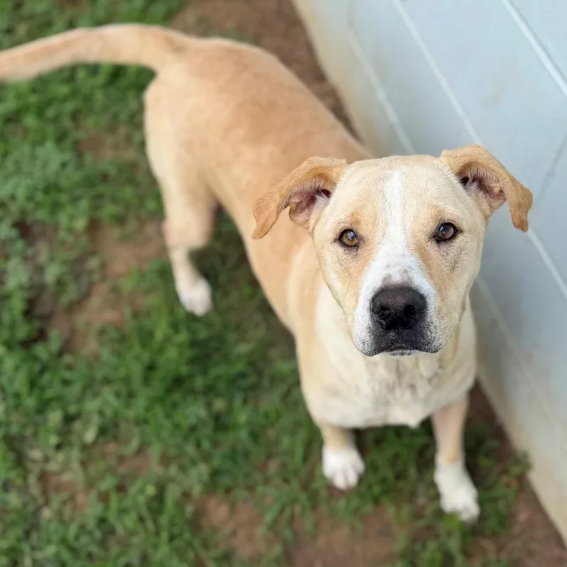 An adult medium-sized female Apricot / Beige Labrador Retriever dog named Goldie for adoption in Summerdale, AL