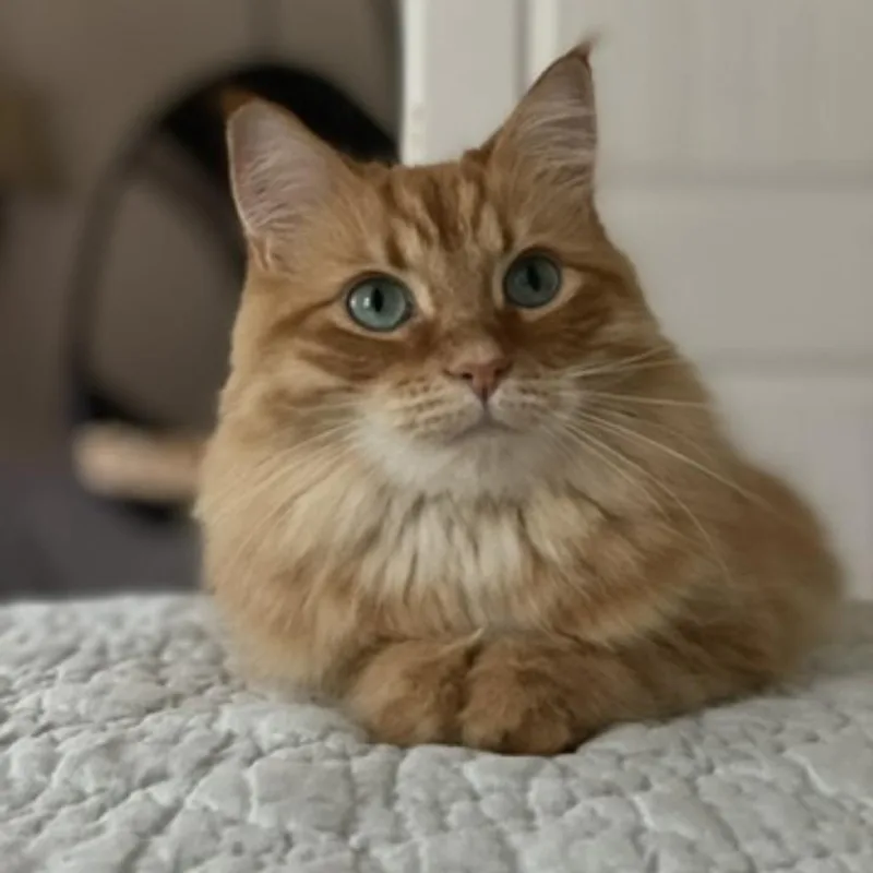 A senior small-sized male Orange / Red Domestic Long Hair cat named Nuggie for adoption in Lynchburg, VA
