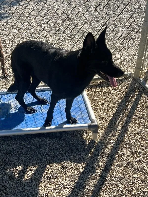 An adult large-sized female Black German Shepherd Dog dog named Shadow for adoption in Georgetown, OH