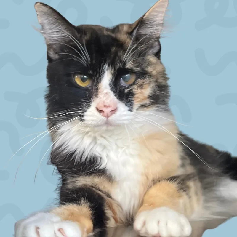 A young medium-sized female Calico Domestic Short Hair cat named Moira for adoption in Reno, NV