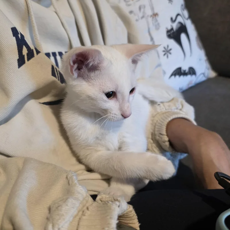 A baby small-sized male White Domestic Short Hair cat named Dr. Doolittle for adoption in Richmond, VA