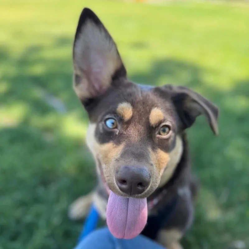 A young small-sized male Brown / Chocolate Shepherd dog named Badger for adoption in Pacifica, CA