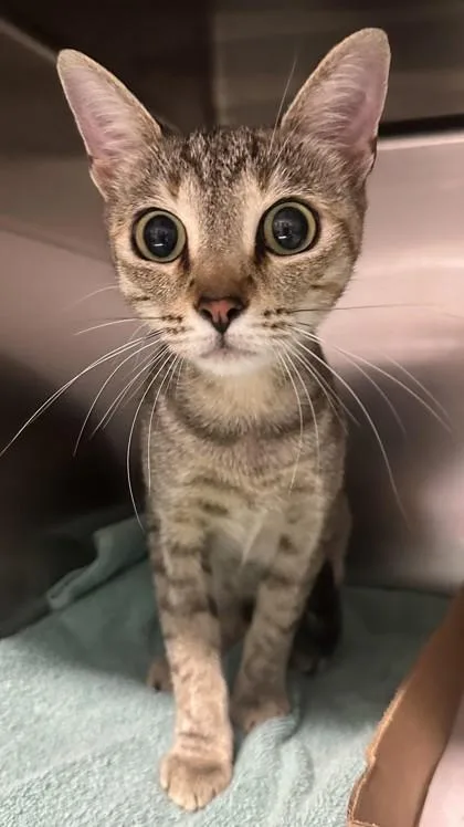 A young small-sized female Domestic Short Hair cat named Nefertiti for adoption in New Albany, IN