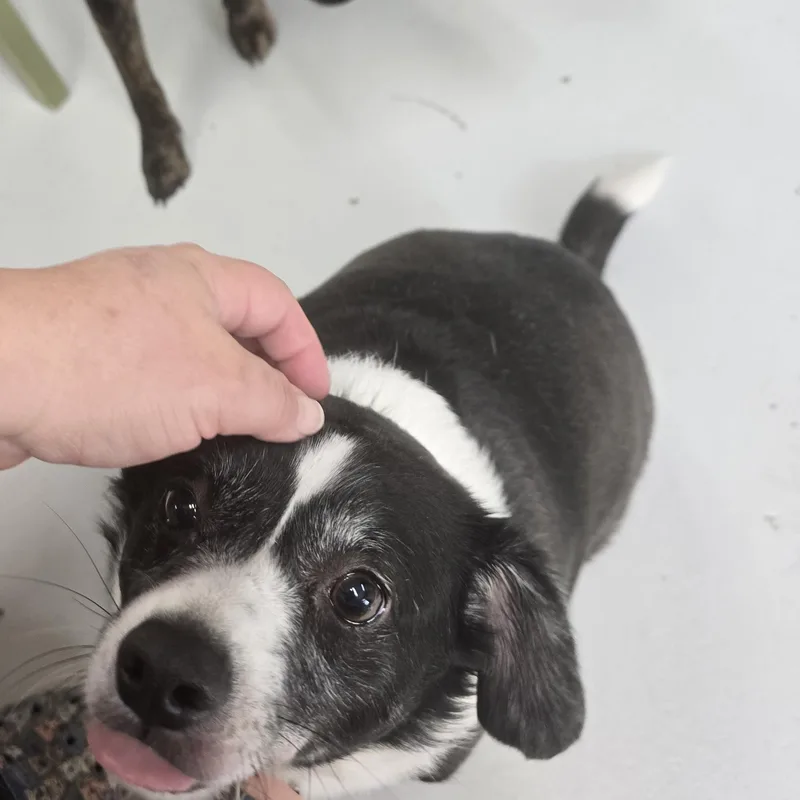 An adult small-sized female Black Terrier dog named Bella for adoption in Huntsville, AL