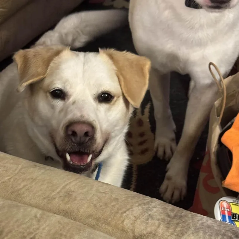 An adult medium-sized male White / Cream Labrador Retriever dog named Bernard for adoption in Hope Mills, NC