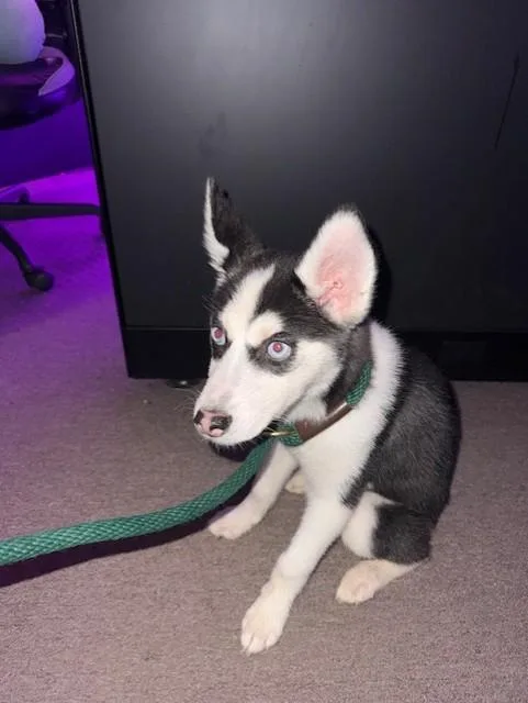 A baby small-sized female White / Cream Husky dog named Rue for adoption in Windcrest, TX