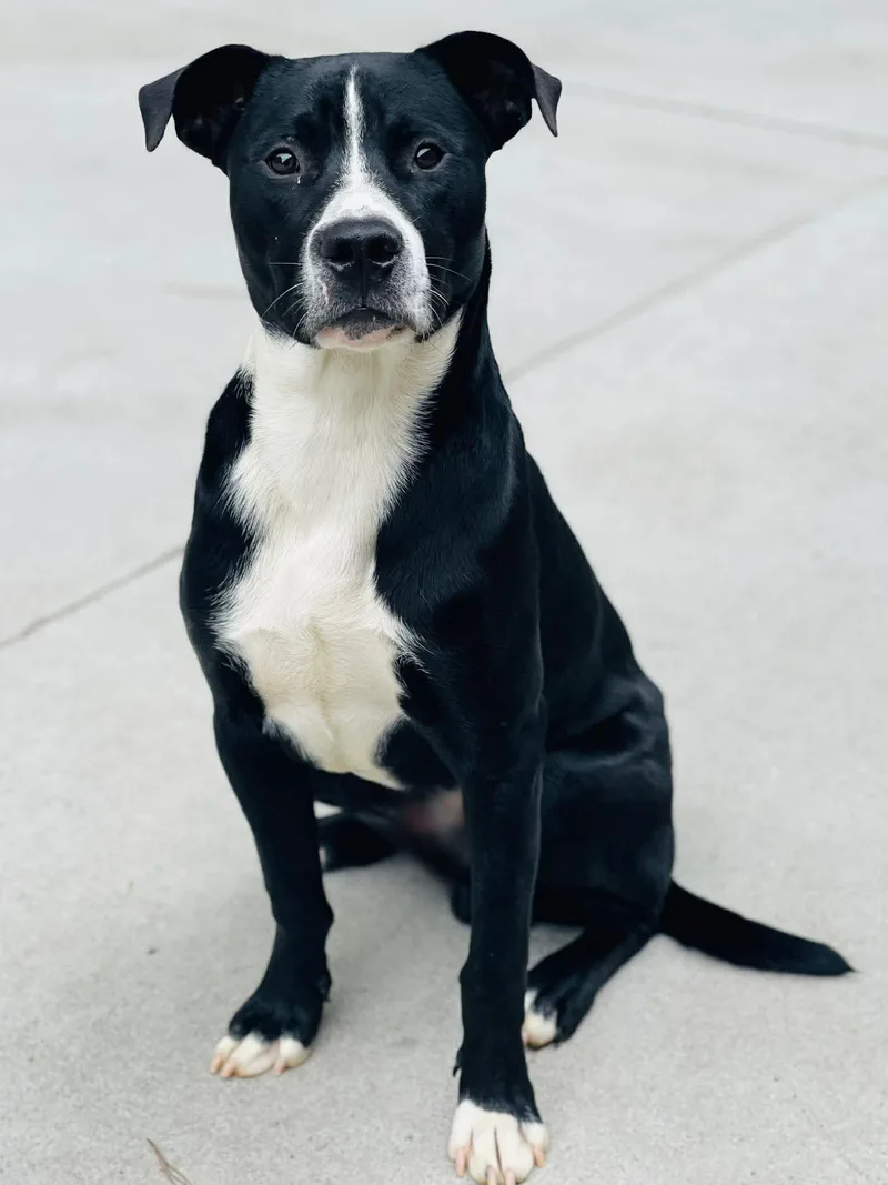 An adult medium-sized male Black Labrador Retriever dog named Ac  "ferb" for adoption in Conyers, GA