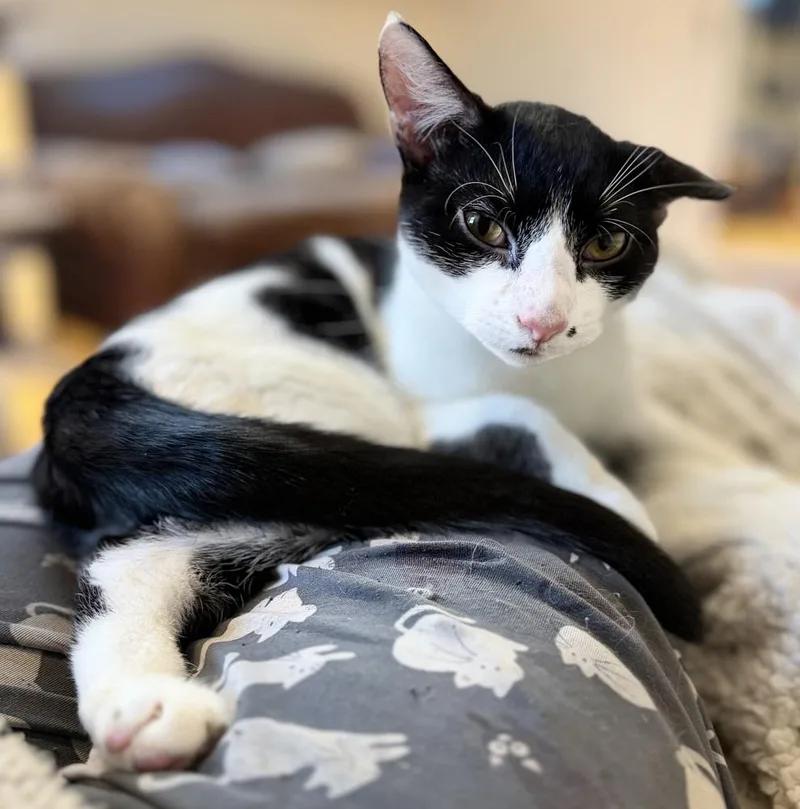 A young medium-sized male Black & White / Tuxedo Domestic Short Hair cat named Spot Light for adoption in Warren, CT