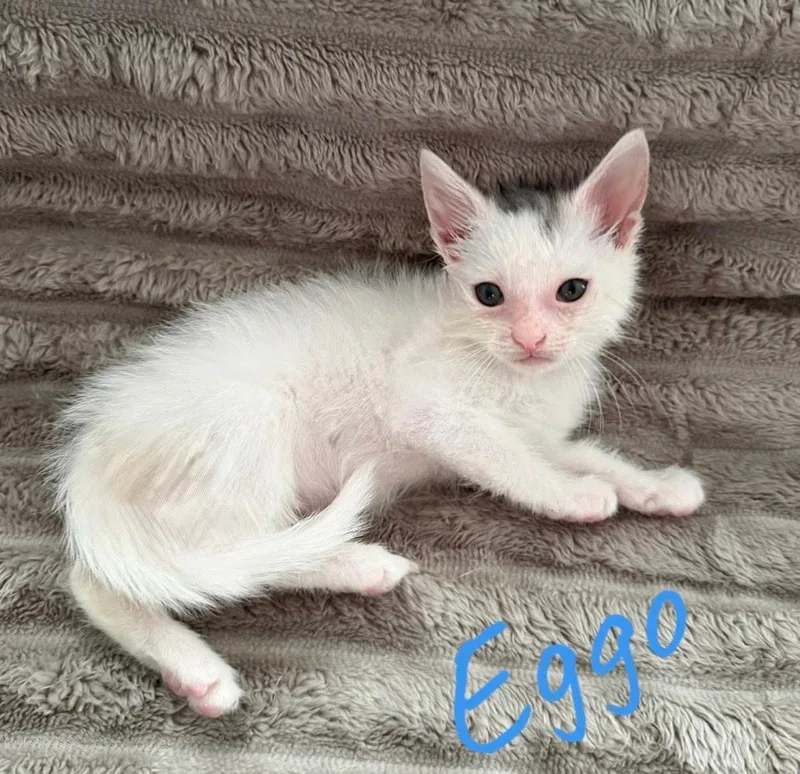 A baby small-sized male Blue Point American Shorthair cat named Eggo for adoption in Rochester, NY