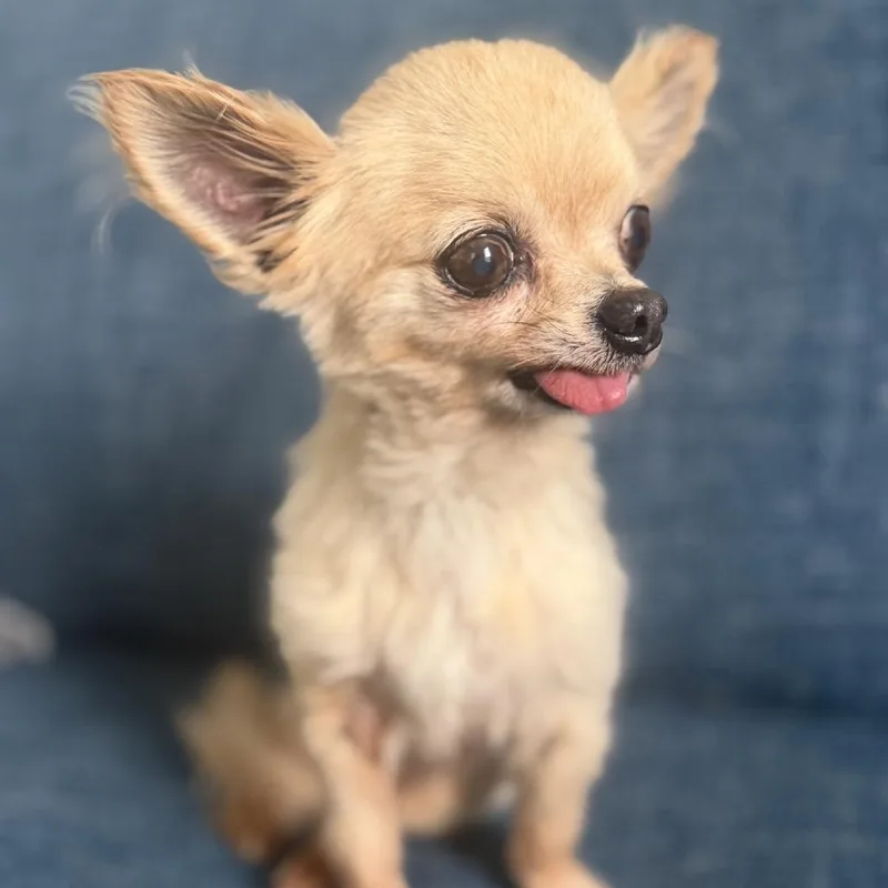 A senior small-sized male Yellow / Tan / Blond / Fawn Chihuahua dog named Herman for adoption in Baton Rouge, LA