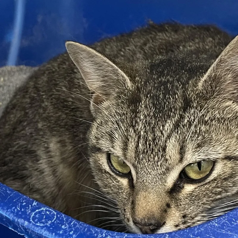 An adult medium-sized female Brown / Chocolate Domestic Short Hair cat named Moonie for adoption in Fairmont, WV