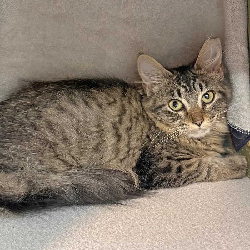 A baby small-sized female Gray / Blue / Silver Domestic Long Hair cat named Cider for adoption in Hailey, ID