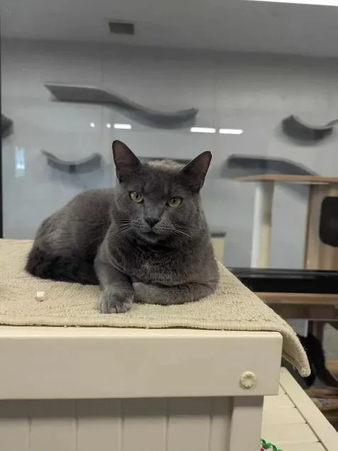 A young large-sized female Domestic Short Hair cat named Friends for adoption in Brunswick, GA