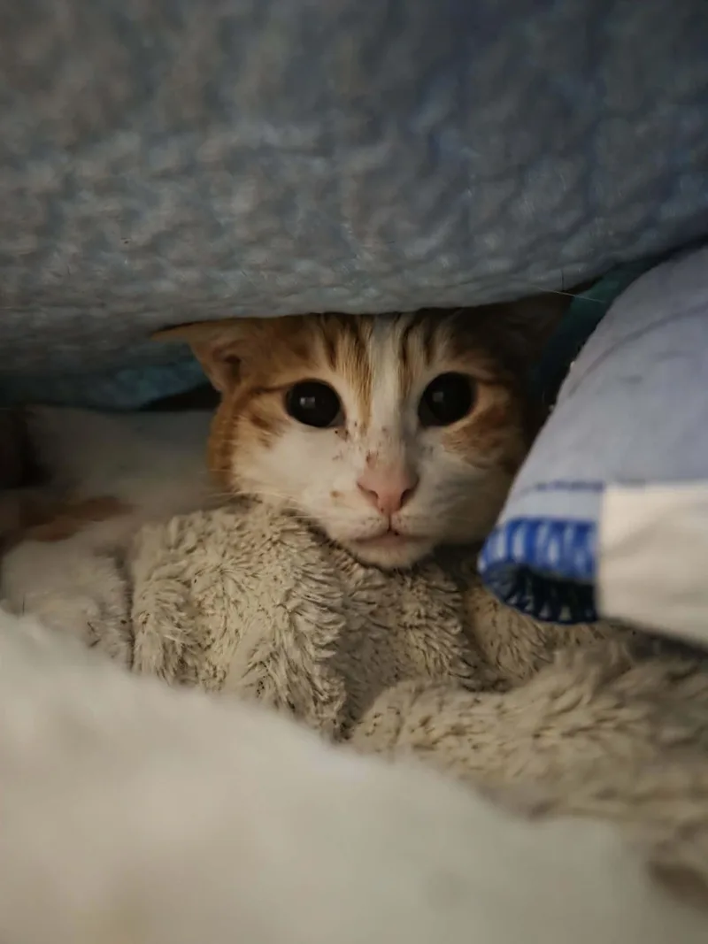 An adult medium-sized female Orange & White Egyptian Mau cat named Chloe for adoption in Stoughton, WI