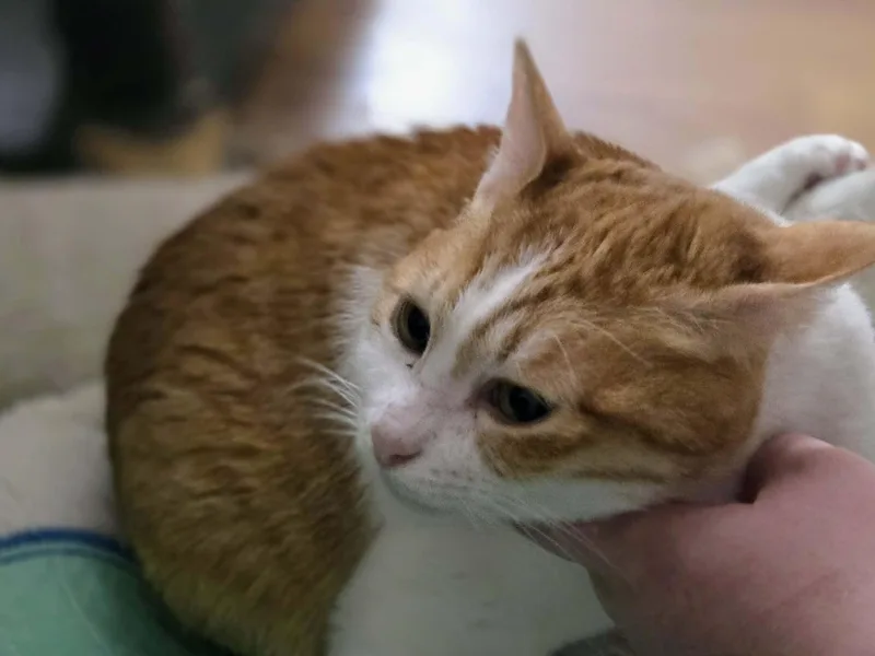 Chloe thumbnail 5