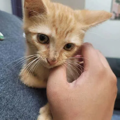 A baby small-sized male Domestic Short Hair cat named Doodle for adoption in Memphis, TN