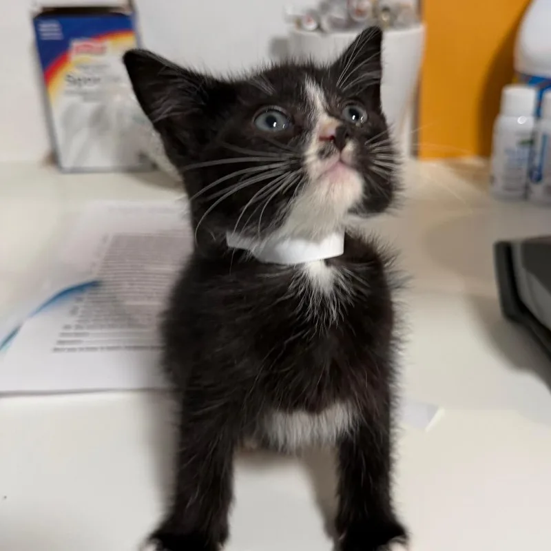 A baby small-sized male Black Domestic Short Hair cat named Under Taker for adoption in Fredericksburg, VA