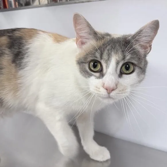 An adult medium-sized female Calico Domestic Short Hair cat named Saint Nikki for adoption in New York, NY
