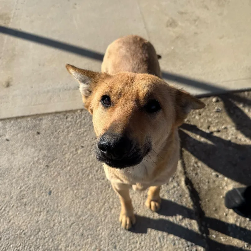 A young small-sized female Yellow / Tan / Blond / Fawn Mixed Breed dog named Bella for adoption in Moab, UT