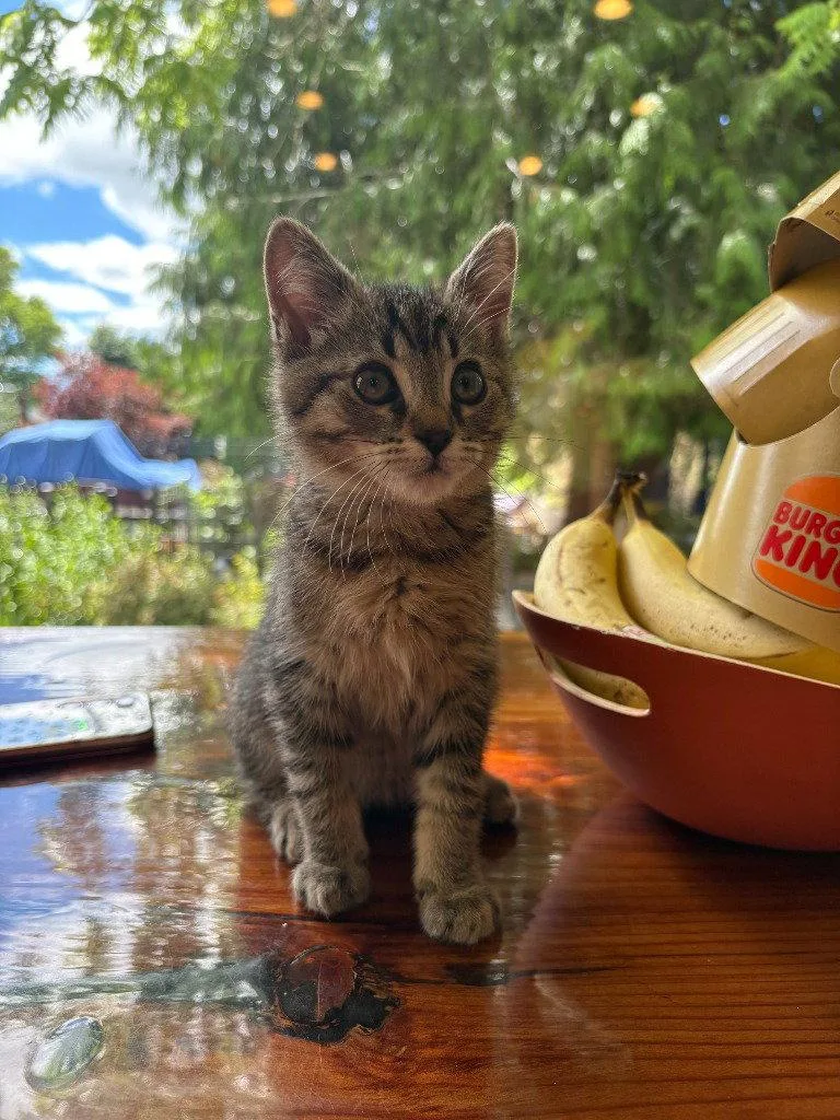 Lola