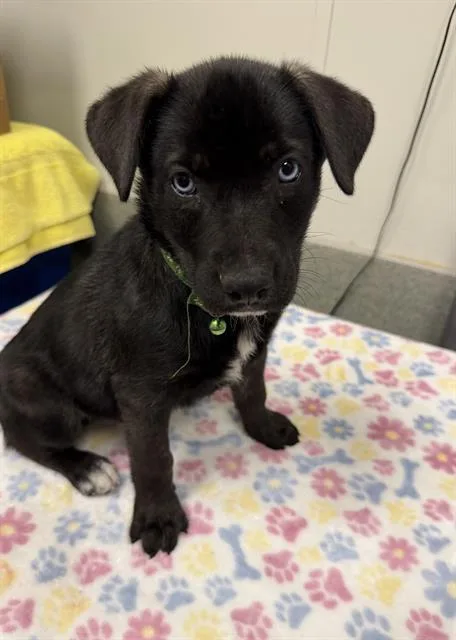A baby small-sized male Siberian Husky dog named Conrad for adoption in Ontario, CA