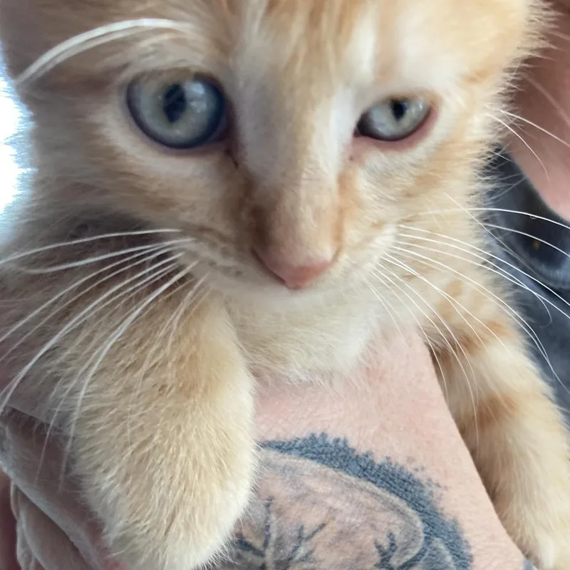 A baby small-sized male Orange / Red Domestic Medium Hair cat named Frank for adoption in Marion, IL