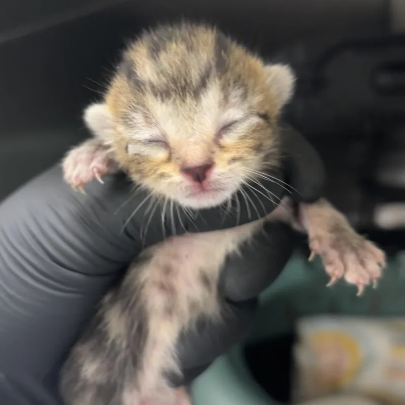 A baby small-sized female Brown / Chocolate Domestic Short Hair cat named Jujube for adoption in West Palm Beach, FL