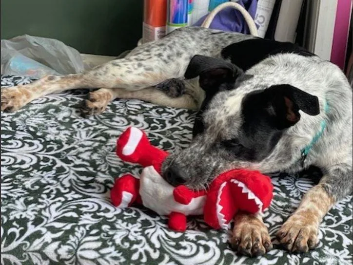 Maverick thumbnail 2