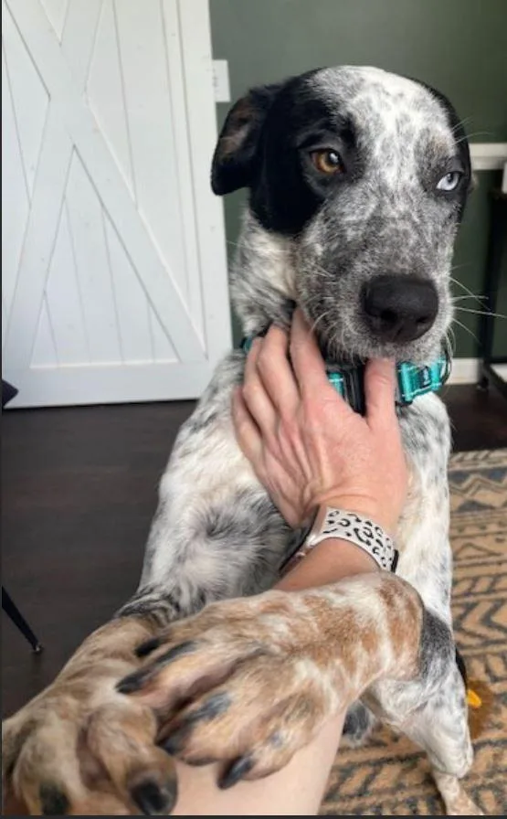 Maverick thumbnail 4