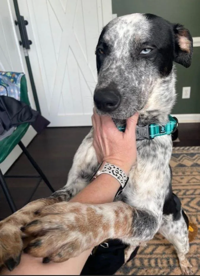 Maverick thumbnail 5