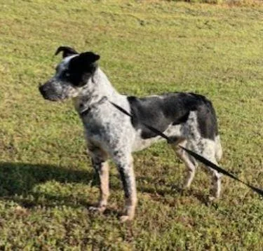 Maverick thumbnail 6