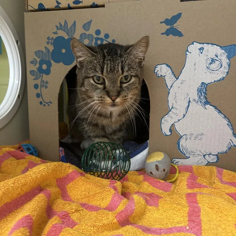 A senior medium-sized female Brown / Chocolate Domestic Short Hair cat named Ectoplasm for adoption in West Olive, MI