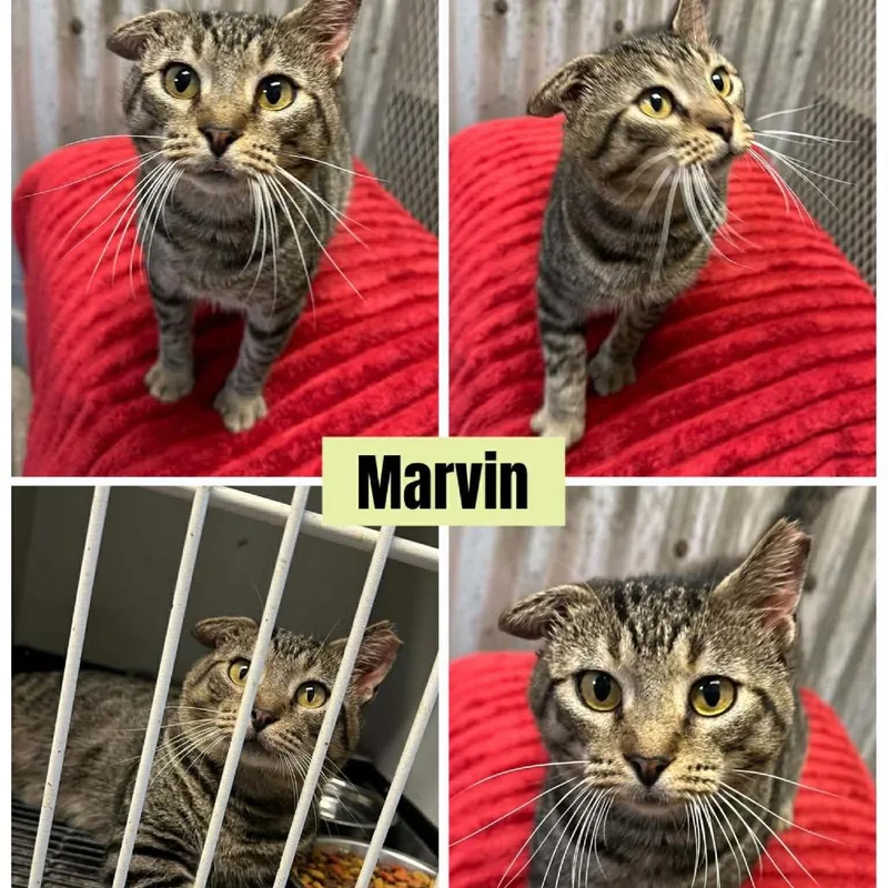 An adult large-sized male Domestic Short Hair cat named Marvin for adoption in Gonzales, LA