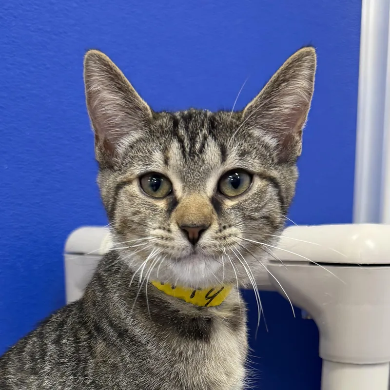 A baby medium-sized male Tabby (Brown / Chocolate) Domestic Short Hair cat named Fluffy for adoption in Dunkirk, NY