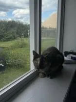 An adult medium-sized female Tortoiseshell Domestic Short Hair cat named Harper for adoption in Potsdam, NY