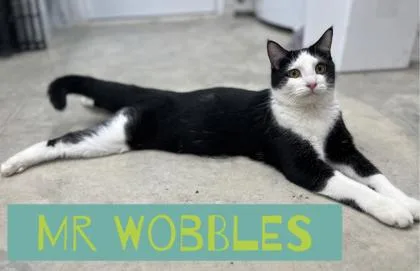 An adult medium-sized male Domestic Short Hair cat named Mr Wobbles for adoption in Humboldt, IA
