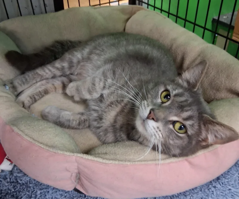 An adult medium-sized female Tabby cat named Gabby for adoption in Bear, DE